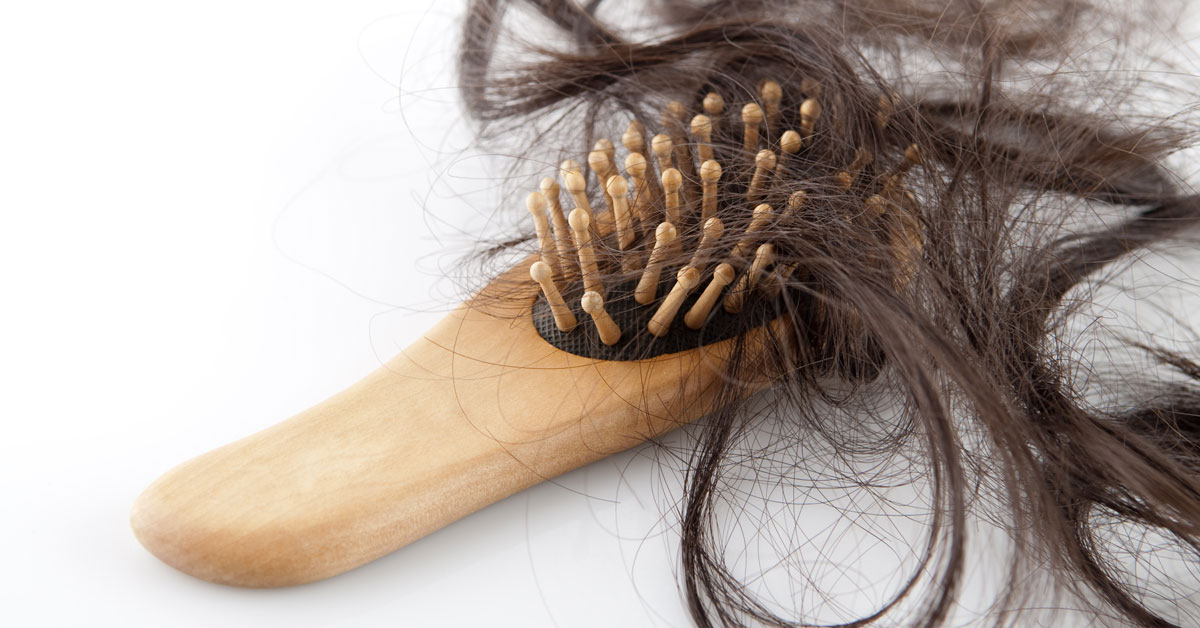 Large amount of brown hair stuck in a brush.